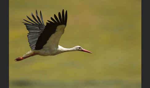 Weißstorch (Ciconia ciconia)