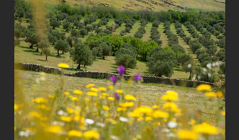 Spanien (Spain)