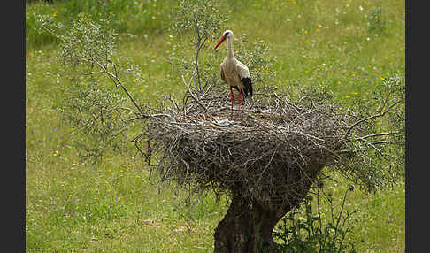 Weißstorch (Ciconia ciconia)