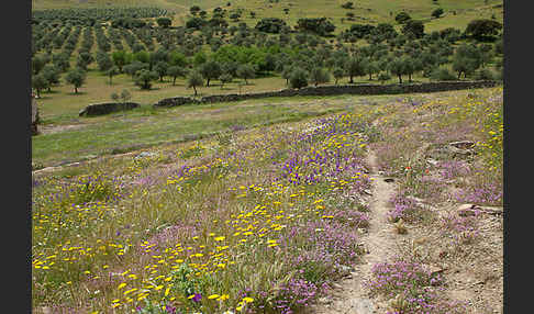 Spanien (Spain)