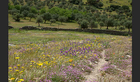 Spanien (Spain)