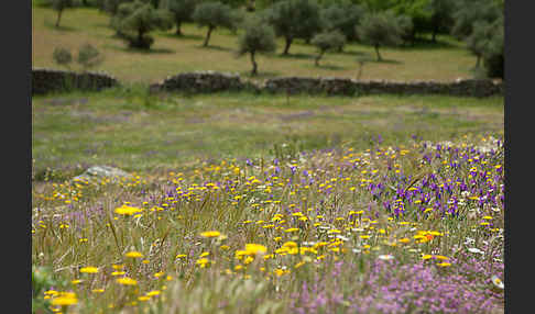 Spanien (Spain)