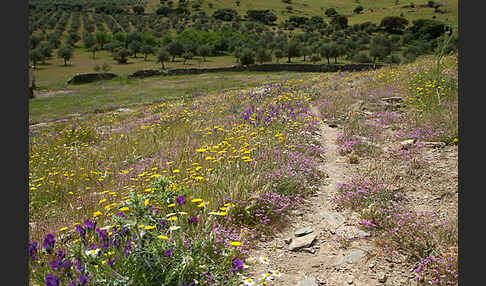 Spanien (Spain)