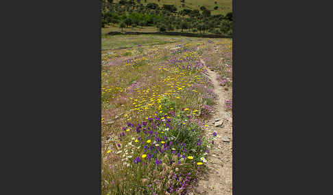 Spanien (Spain)