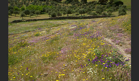 Spanien (Spain)