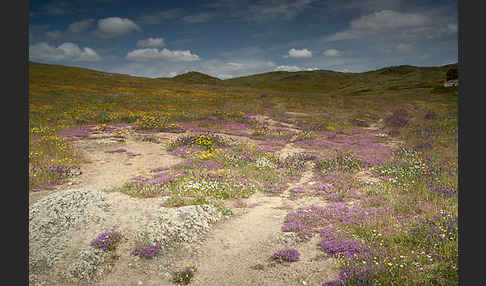 Rote Schuppenmiere (Spergularia rubra)