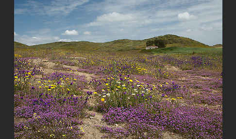 Rote Schuppenmiere (Spergularia rubra)