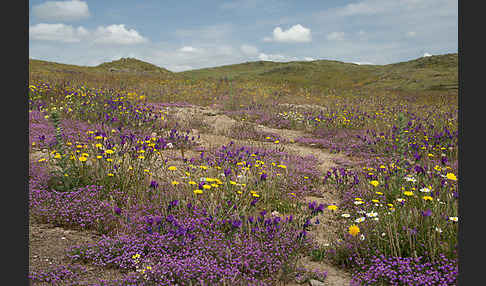 Rote Schuppenmiere (Spergularia rubra)