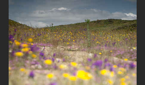 Spanien (Spain)