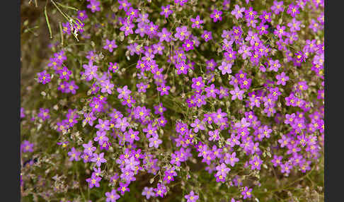 Rote Schuppenmiere (Spergularia rubra)