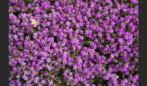 Rote Schuppenmiere (Spergularia rubra)