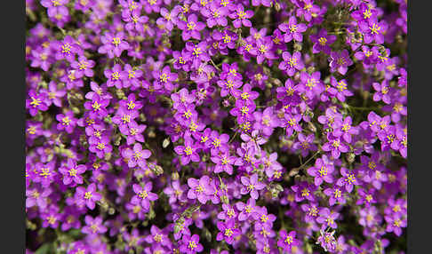 Rote Schuppenmiere (Spergularia rubra)