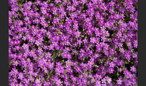 Rote Schuppenmiere (Spergularia rubra)