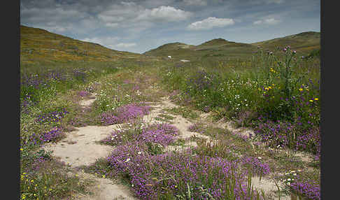 Rote Schuppenmiere (Spergularia rubra)