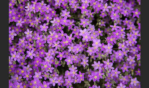 Rote Schuppenmiere (Spergularia rubra)