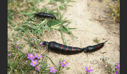 Oelkäfer spec.1 (Berberomeloe majalis)