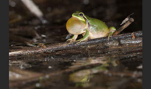 Mittelmeerlaubfrosch (Hyla meridionalis)