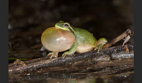 Mittelmeerlaubfrosch (Hyla meridionalis)