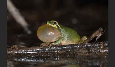 Mittelmeerlaubfrosch (Hyla meridionalis)