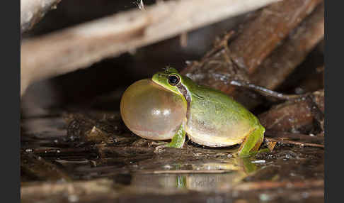 Mittelmeerlaubfrosch (Hyla meridionalis)