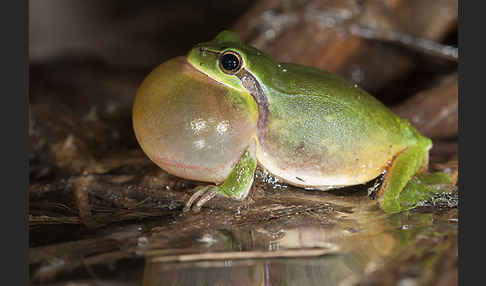 Mittelmeerlaubfrosch (Hyla meridionalis)