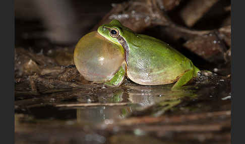 Mittelmeerlaubfrosch (Hyla meridionalis)