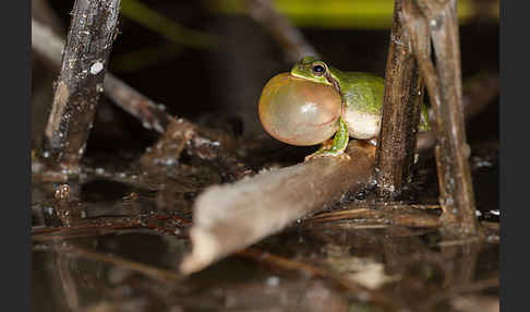 Mittelmeerlaubfrosch (Hyla meridionalis)