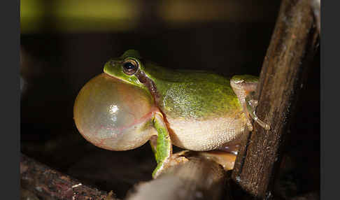 Mittelmeerlaubfrosch (Hyla meridionalis)