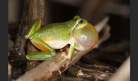 Mittelmeerlaubfrosch (Hyla meridionalis)