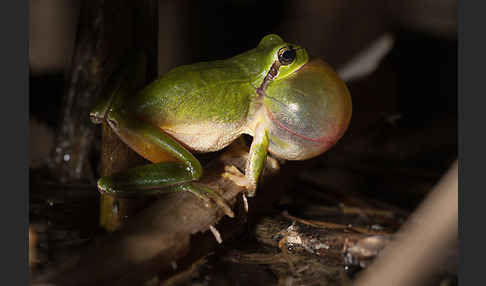 Mittelmeerlaubfrosch (Hyla meridionalis)