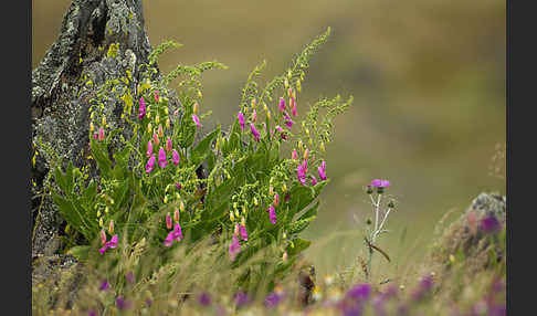 Iberischer Fingerhut (Digitalis thapsi)