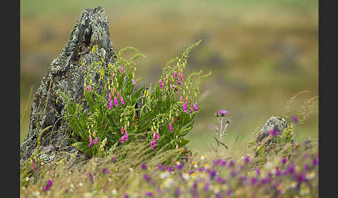 Iberischer Fingerhut (Digitalis thapsi)