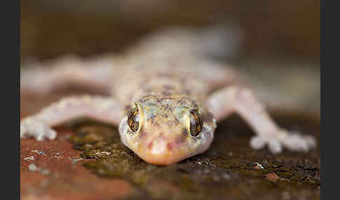 Europäischer Halbfinger (Hemidactylus turcicus)