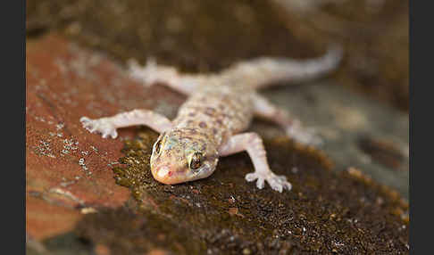 Europäischer Halbfinger (Hemidactylus turcicus)