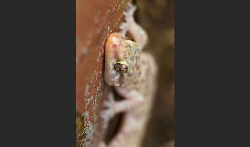 Europäischer Halbfinger (Hemidactylus turcicus)