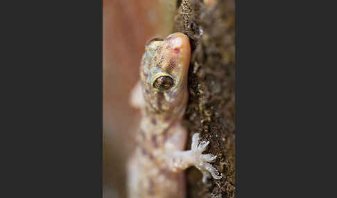 Europäischer Halbfinger (Hemidactylus turcicus)