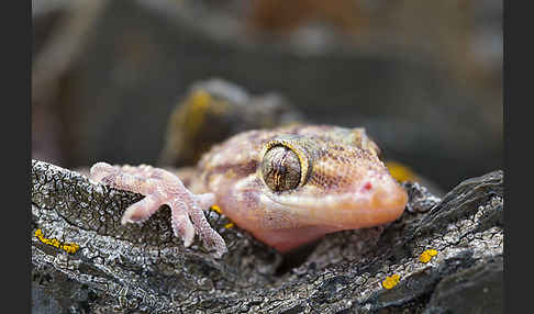 Europäischer Halbfinger (Hemidactylus turcicus)