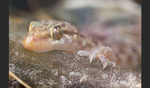 Europäischer Halbfinger (Hemidactylus turcicus)