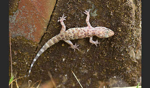 Europäischer Halbfinger (Hemidactylus turcicus)