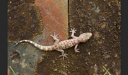 Europäischer Halbfinger (Hemidactylus turcicus)