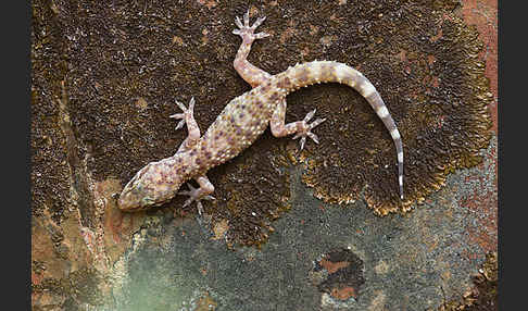 Europäischer Halbfinger (Hemidactylus turcicus)