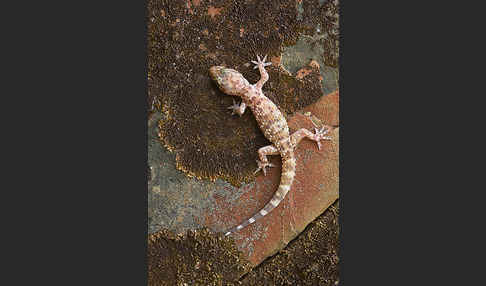 Europäischer Halbfinger (Hemidactylus turcicus)