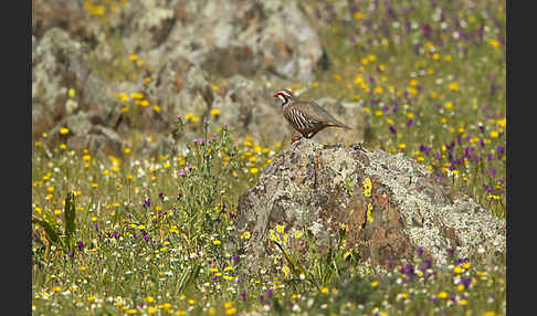 Rothuhn (Alectoris rufa)