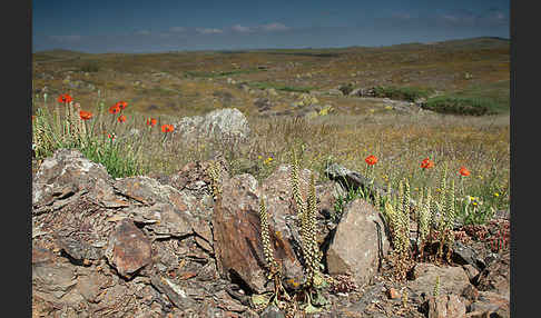 Spanien (Spain)