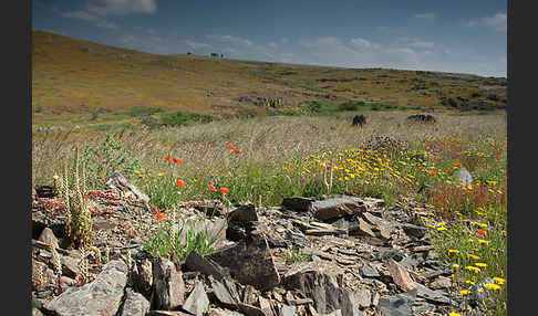 Spanien (Spain)