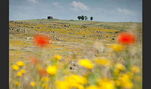 Spanien (Spain)