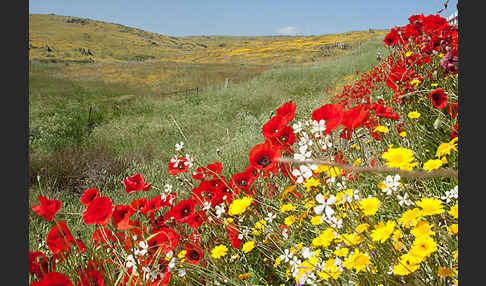 Klatsch-Mohn (Papaver rhoeas)