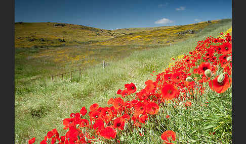 Klatsch-Mohn (Papaver rhoeas)