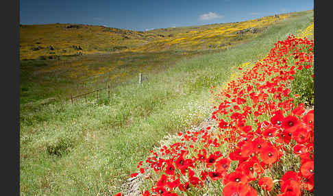 Klatsch-Mohn (Papaver rhoeas)