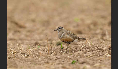 Mornellregenpfeifer (Charadrius morinellus)